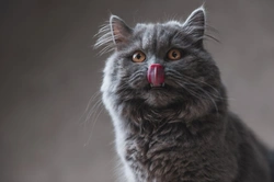 10 Must-Know Facts About the British Longhair Cat in 2025