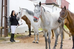 Choosing the Best Horse Breed for You