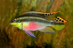 Complete Guide to Kribs Fish (Kribensis) Care & Breeding