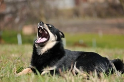 Dog Barking: Step-by-Step Guide to Stop Excessive Barking