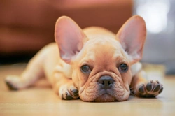 How to train a French Bulldog Puppy: Simple steps for smart pup parenting
