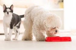 Five Top Tips to Keep Dogs Away from Cat Food