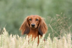 Fibre, Grains & Fillers: What Does Your Dog Really Need?