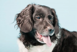 Stabyhoun: A Rare Dog Breed Worth Waiting For