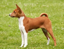 Basenjis and Coloboma Eye Issues: What You Need to Know