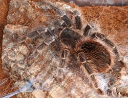 Troubleshooting Tank Problems and Pests for Invertebrates