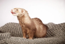 Ferret Colours and Patterns: Ultimate Guide for Enthusiasts