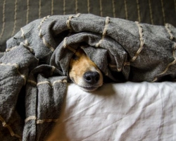 ALFA Associazione Love For Animals