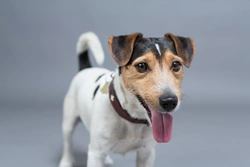 Can Dogs Suffer from Obsessive Compulsive Disorder?