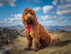 Why Your Dog Needs a Set Routine for Health & Happiness