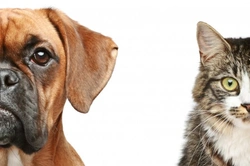 Complete Guide: Choosing the Right Pet for You