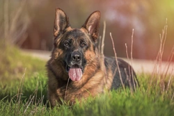 Arthritis in dogs: A comprehensive guide to helping them