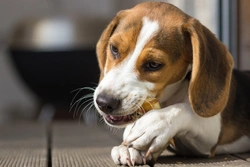 Is It Safe to Give Rawhide Treats to Dogs? Safety & Alternatives