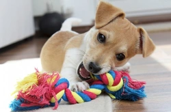 How to Stop Your Puppy Destroying All Their Toys