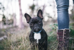 10 Essential Facts About French Bulldogs Before You Buy