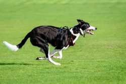 10 Essential Facts About the Lurcher Before You Buy