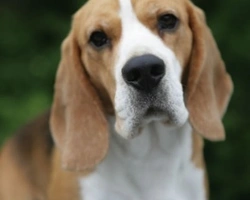 Beagle: caratteristiche e carattere di questa razza di cane