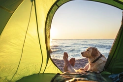 Tips for camping or hiking with your dog