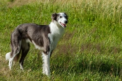 Silken Windhound Dog Breed: Complete Care & Temperament Guide