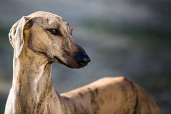 Greyhounds and Their Sensitivity to Drugs: What Owners Must Know