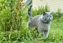 Why Cats Bush Up Their Tails: 5 Key Reasons Explained
