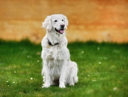 Prostate Inflammation and Problems in Male Dogs