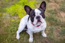 Bulldog Francés: cuidados y consideraciones esenciales