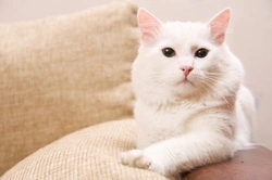 6 Cat Breeds That Truly Love Water