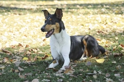 Pancreatitis in Smooth Collie: Causes, Symptoms & Treatment