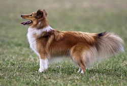 Shetland Sheepdog Health & Hereditary Testing Guide