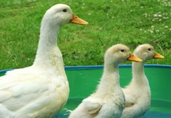 Complete Guide to the Best Duck Breeds for Your Garden