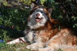 Dog Heat Safety: 6 Essential UK Tips for Summer 2025