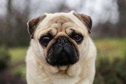Surgical Correction of Entropion in Pugs: What to Expect