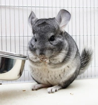 Best Diet for Chinchillas: What to Feed Your Pet