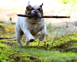 Bulldog inglese: prezzo di un cucciolo e carattere