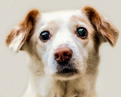 Adozione di cani adulti dal canile