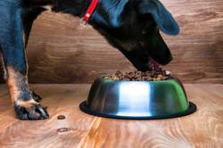 Is It Safe to Feed Your Dog Out-of-Date Dog Food?