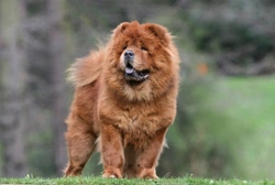 Top Tips to Keep Your Chow Chow's Coat Beautiful