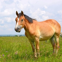 Ringworm in Horses: Symptoms & Treatment Guide