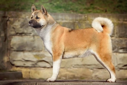 All about utility dogs: breeds, history & care
