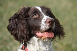 Is a Springer Spaniel the Right Dog for You?