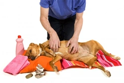 Alternative Therapies for Dogs: Safe Complementary Treatments