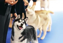 Updated Guide: Visiting Crufts 2025 – Dates, Tickets & Travel Tips