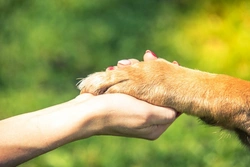 Understanding the Five Animal Welfare Needs in the UK