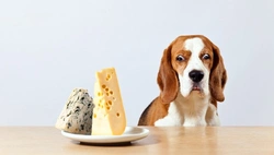 Can dogs eat cheese? Safe tips and benefits for owners