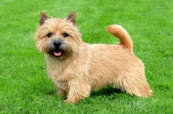 Norwich Terrier Health, Hereditary Issues & Longevity Guide