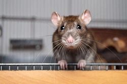 Keeping Pet Rats: Caring for Happy, Healthy Rats