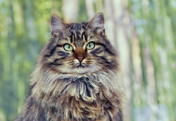 10 Essential Facts About Siberian Cats Before Buying