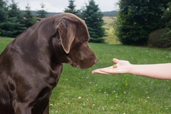 How to Choose a Dog Trainer: A Practical Guide