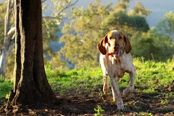 Country pursuits with a Bracco Italiano: Hunting & family guide